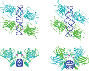 צברים של ארבע מולקולות p53 על אתרי מטרה מהסוג הצמוד (משמאל) ומהסוג המופרד (מימין). די-אן-איי צבוע בכחול, זוגות p53 בצבעי תכלת וירוק, יוני אבץ בסגול